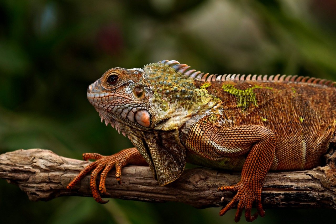Bearded Dragons’ Favourite Foods